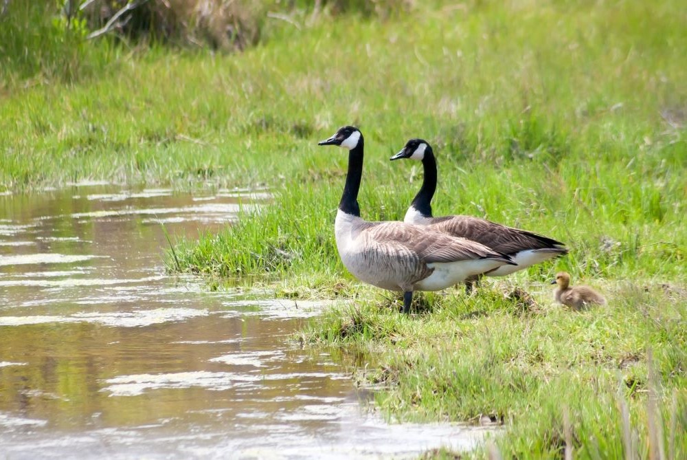 Gans